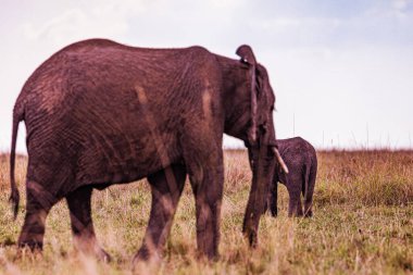 Afrika savanındaki fil..