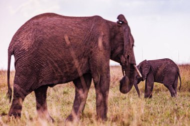 Kenya, Ulusal Park 'ta anne ve bebek fil