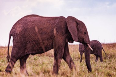 Afrika fili, Loxodonta Africana, parkta anne, Kruger Ulusal Parkı, Güney Afrika