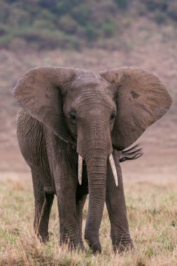 Afrika fili, xolota africana, Botswana 'daki Chobe Ulusal Parkı' nın çimlerinde yürüyor.