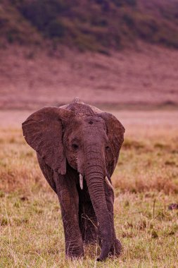 # Çayırdaki çimde bir fil #