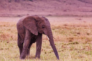 Büyük Afrika fili çimlerin üzerinde duruyor, Kenya, Afrika