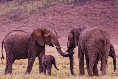 Afrika 'nın bozkırında fil ailesi..