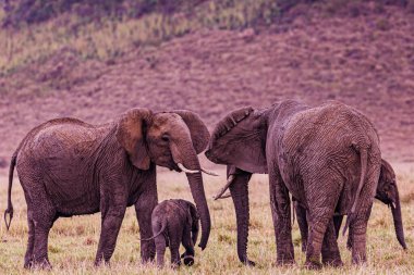Afrika 'nın vahşi batısındaki filler.