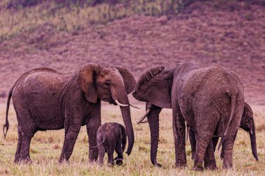 Afrika 'da doğada bebekleri olan fil ailesi..