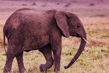 Kenya Ulusal Parkı 'ndaki büyük fil.