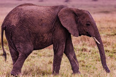 Afrika fili Kruger Ulusal Parkı, Güney Afrika