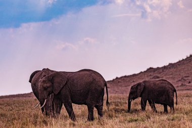 Savananın ortasında iki fil.