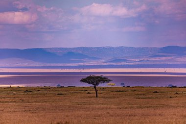 Afrika, Kenya savanındaki manzara manzarası