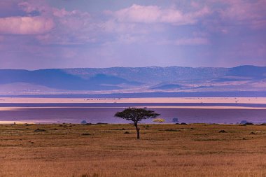 Afrika 'nın savanasında, gün batımında.