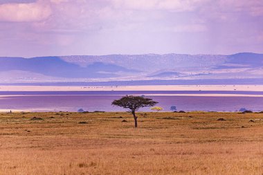 Güzel gün batımı manzarası