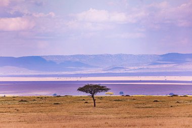 Afrika savanasının manzarası