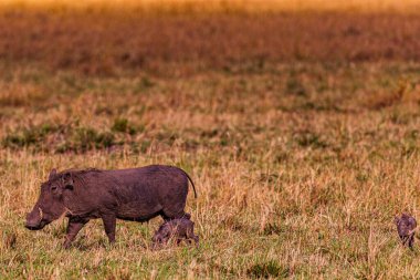 Genç erkek Afrikalı bufalo savanada akşam ışığında savanada.