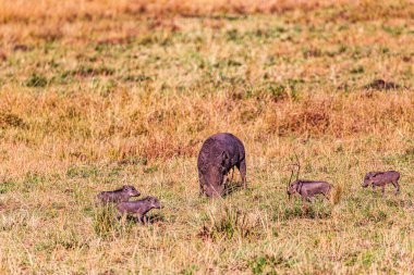 Kruger Park 'taki Afrika fili. Afrika.