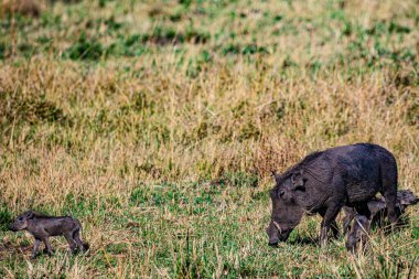 Anne otlarının arasındaki bebek fil