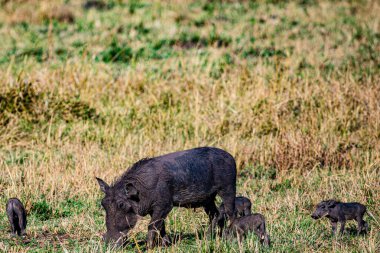 Tarlada siyah beyaz bir bufalo