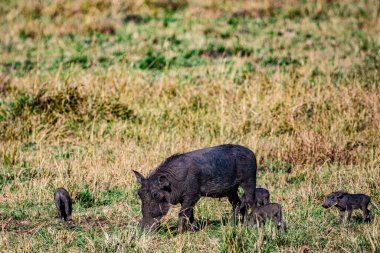 Kenya savanındaki genç antiloplar