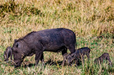 Kenya 'da bir grup bebek fil..