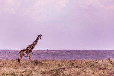 Afrika, Kenya savanındaki zürafa.