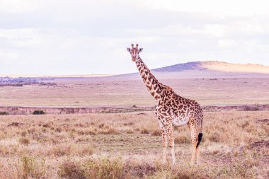 Kenya 'daki savanada zürafa