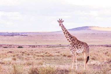 Kenya savanasında zürafa