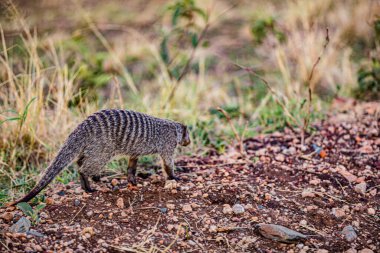 Şirin bir firavun faresinin yakın çekimi.