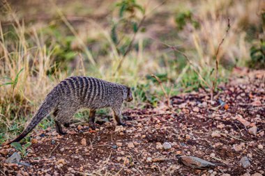 Vahşi doğadaki şirin firavun faresi
