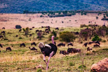 Afrika Bizonu, Güney Afrika