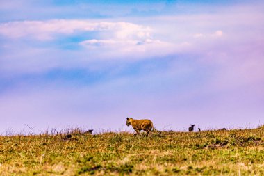 Dağlarda bir koyun sürüsü