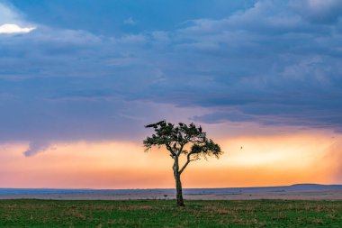 Akşamları tek bir ağaç.