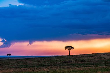 Tanzanya'nın Savannah günbatımı