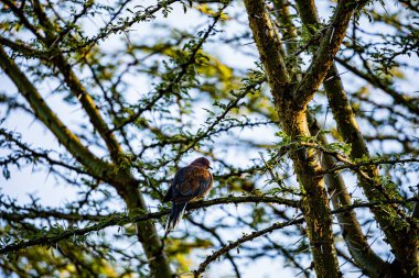 Kızıl Şahin kışın bir ormanda ağaçta