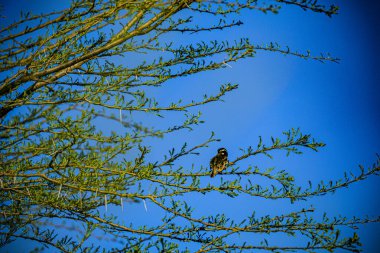 Siyah - sırt sırta - sırt sırta kuş, Kruger Ulusal Parkı, Afrika
