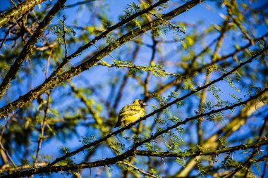 Ağaç dalındaki kuş