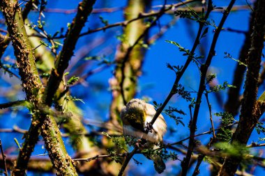 İlkbaharda parkta bir dalda serçe.