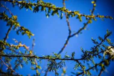 Mavi gökyüzüne karşı ağaç dalları.