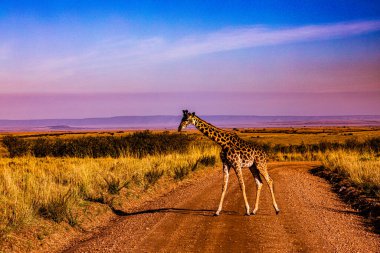 Namibya 'daki savanda zürafa