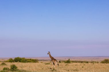 Kenya savanasında zürafa