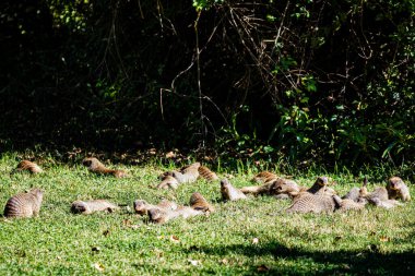 Ağaçtaki bir grup sincap.