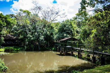 Nehir ve orman geçmişi olan güzel ahşap iskele.