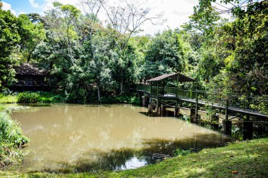 Ormanda güzel bir tahta köprü manzarası.