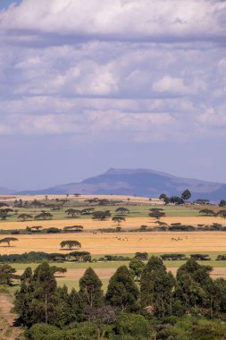 Masai Mara 'nın Kenya' daki manzarası