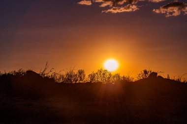 Renkli bir günbatımı gökyüzünün altında, tarlada güzel bir ağaç görüntüsü.