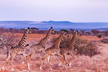 Afrika savanındaki zürafa