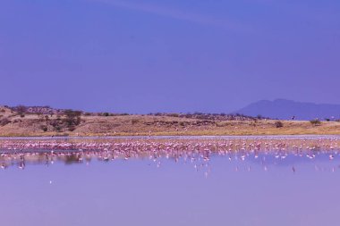 Mavi gökyüzü ile gölde pembe flamingolar