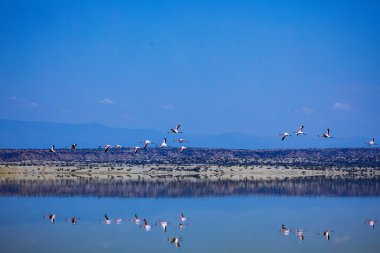 Sabah göl manzarası çok güzel.
