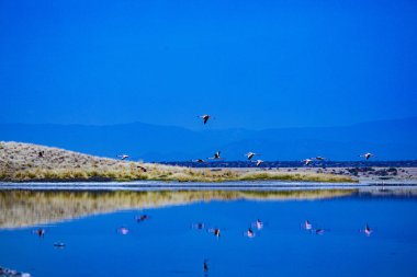 Bir kuşla güzel bir manzara