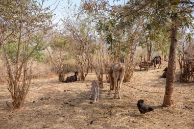 Savanada bir keçi sürüsü