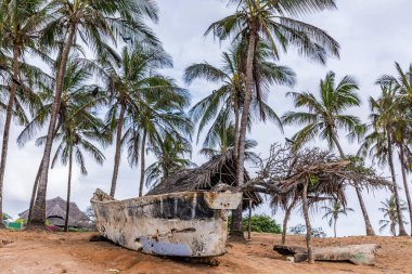 Sri Lanka sahilinde hindistan cevizi ağaçları