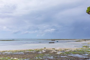 Palmiye ağacı ve mavi gökyüzü olan tropik plaj